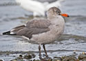 Larus herrmanni